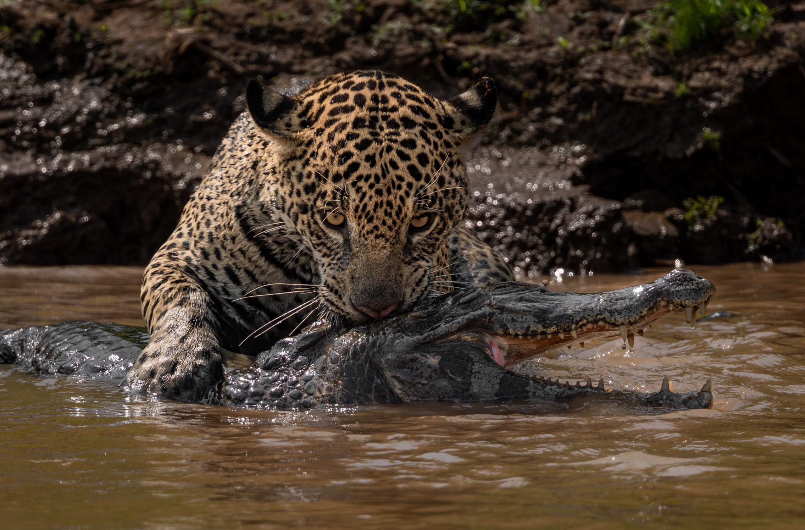 Pourquoi le jaguar gagne dans la lutte contre le caïman : force unique et technique de morsure du crâne