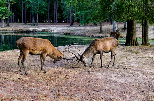combat de cerf élaphe