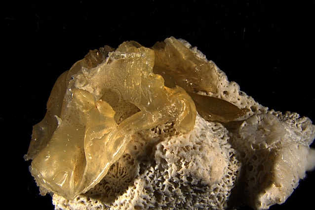 Corail en plastique d'Okinawa