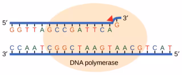 Relecture d'ADN polymérase