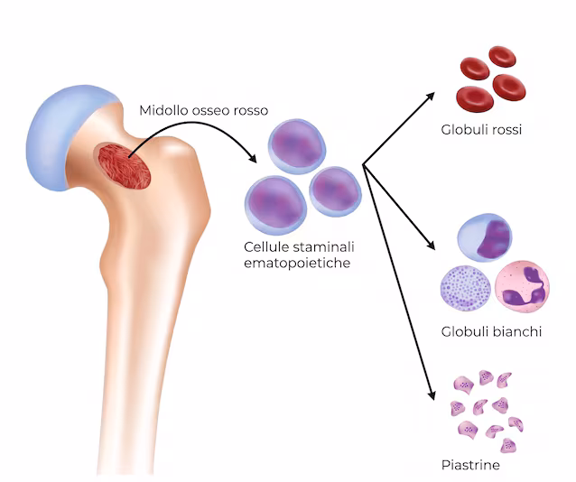cellules souches hématopoïétiques