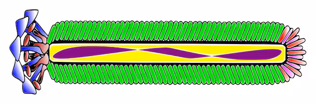 bactériophage-m13
