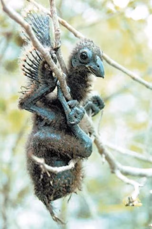 poussin hoatzin