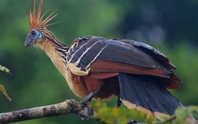 Pourquoi le hoatzin pue-t-il ? C&rsquo;est le seul oiseau au monde qui digère les feuilles comme une vache