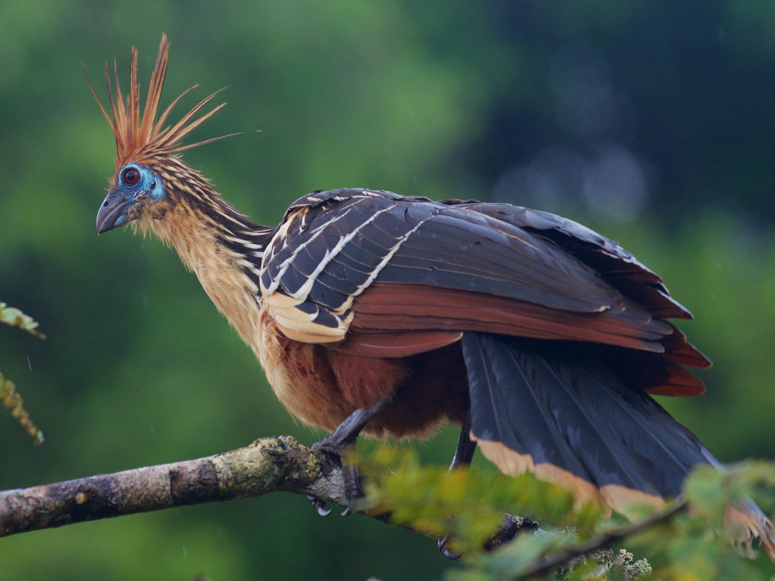Pourquoi le hoatzin pue-t-il ? C'est le seul oiseau au monde qui digère les feuilles comme une vache