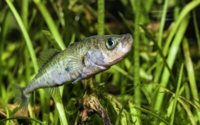 Après le tsunami de 2011 au Japon, deux espèces de poissons se sont hybridées : qu&rsquo;est-il arrivé à leur ADN