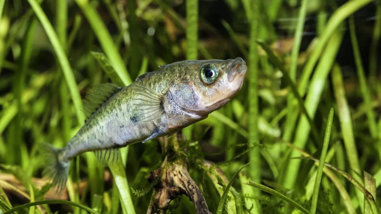 Après le tsunami de 2011 au Japon, deux espèces de poissons se sont hybridées : qu'est-il arrivé à leur ADN