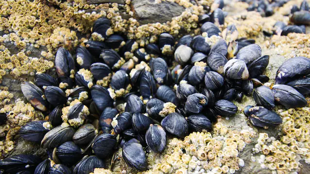 Petites moules associées au substrat