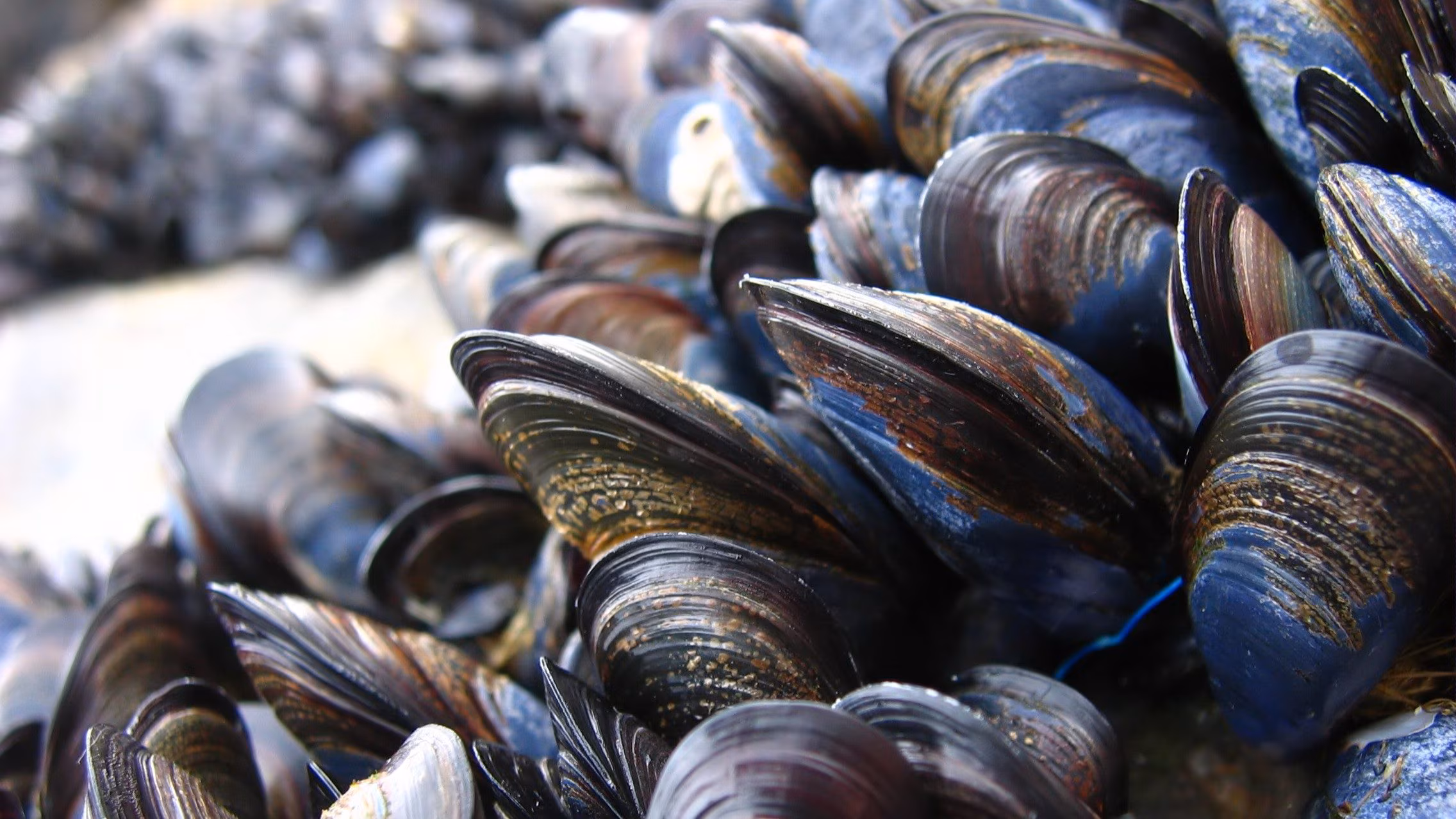 Comment les moules se reproduisent : des larves de moules méditerranéennes dans la mer aux adultes sur les rochers