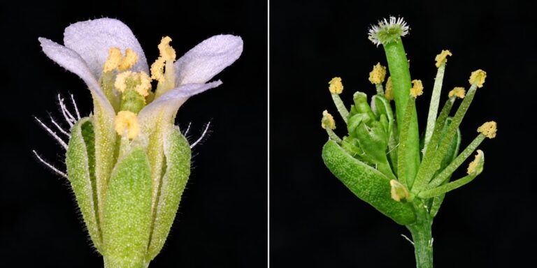 La protéine PHYLOY transforme les fleurs en feuilles : découverte du mécanisme à l'origine du processus phyllodique