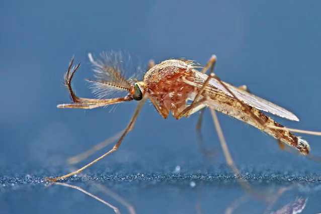 Culex_pipiens Nil occidental