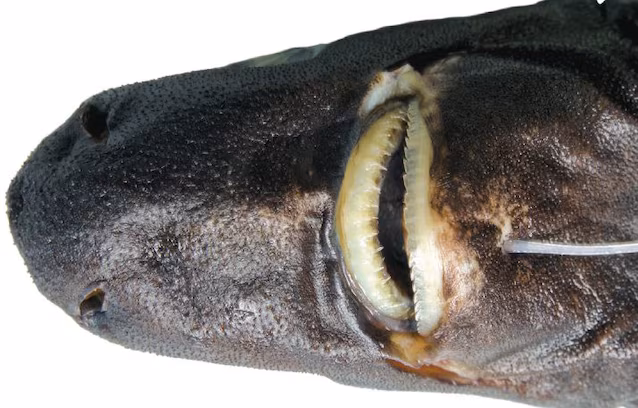 dents Etmopterus bulbosus