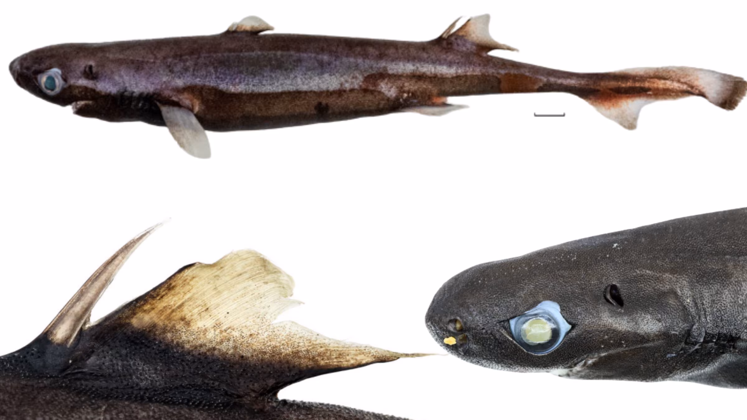 Un nouveau requin-lanterne bioluminescent découvert à Maurice : il ne mesure que 20 cm de long