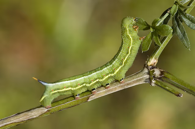 chenille sphinx colibri