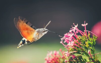 Le Sphinx galicien ou papillon colibri ressemble à un oiseau et est inoffensif : Macroglossum stellatarum