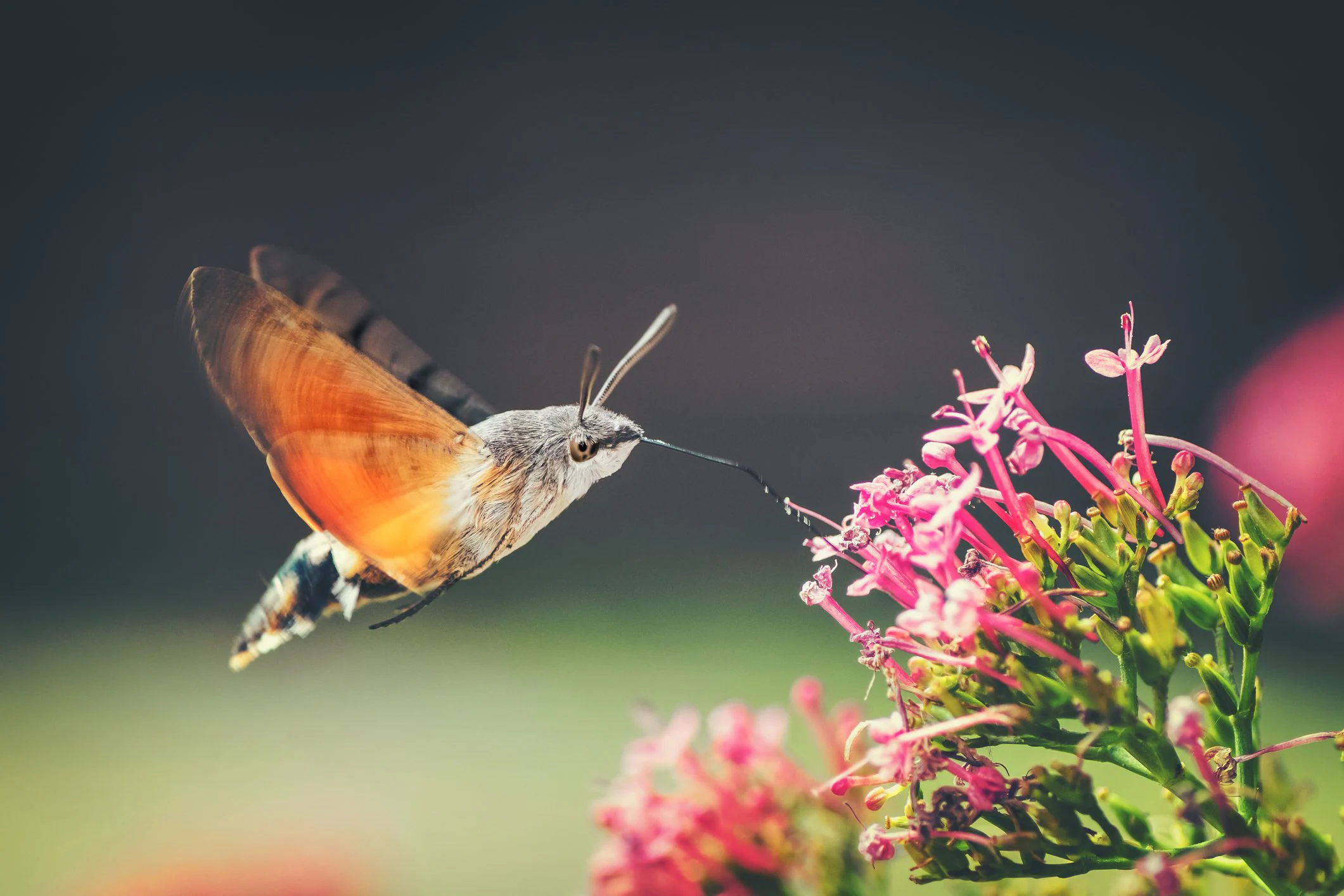Le Sphinx galicien ou papillon colibri ressemble à un oiseau et est inoffensif : Macroglossum stellatarum