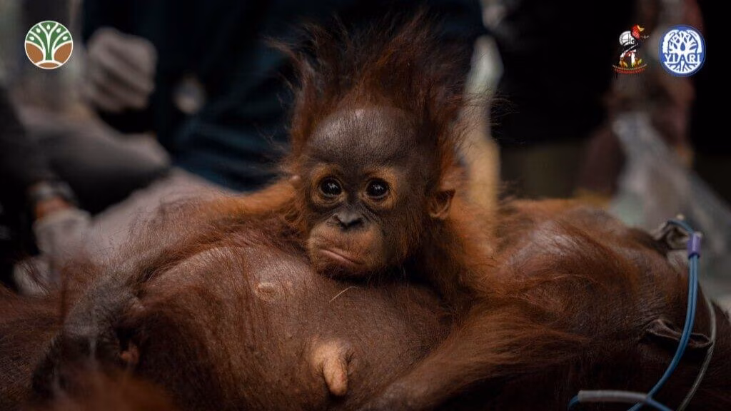 Les orangs-outans de Bornéo menacés par les incendies de forêt en Indonésie : le rôle d'El Niño