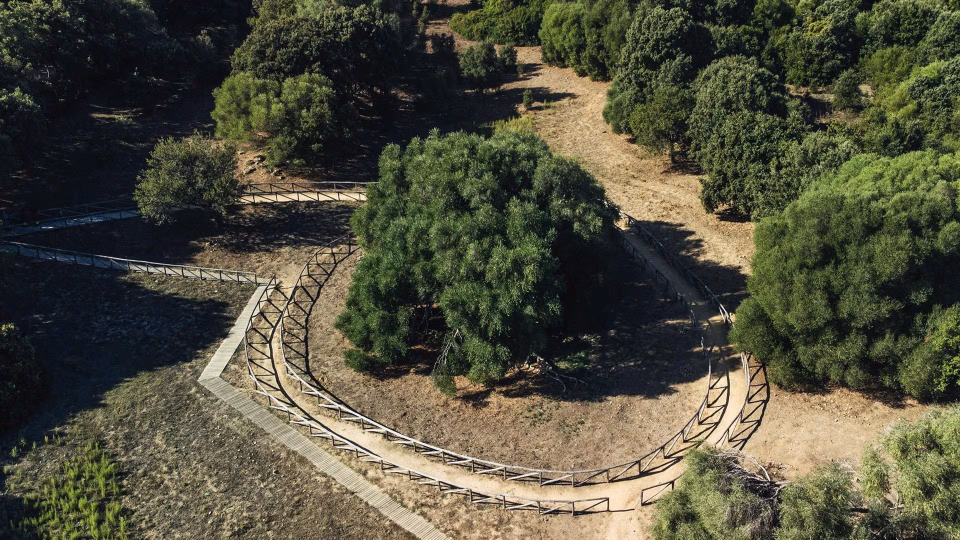 Le plus vieil arbre d'Italie est S'Ozzastru en Sardaigne : l'olivier millénaire de 14 m a 4000 ans