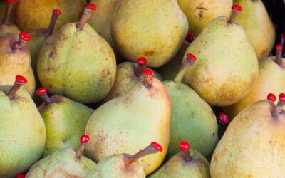 Pourquoi les poires ont de la cire à cacheter sur la tige : les fonctions esthétiques et pratiques pour la maturation
