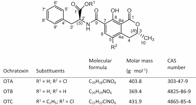 Structure chimique de l'ochratoxine ABC