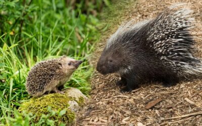 Quelles différences y a-t-il entre les hérissons et les porcs-épics : comment reconnaître les deux mammifères à leurs piquants