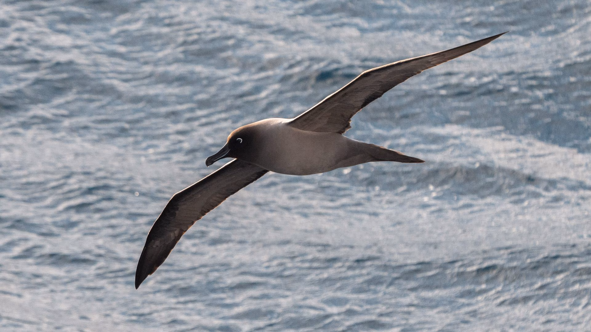 Les albatros de Géorgie du Sud en déclin jusqu'à 66 % en 40 ans : le rôle de la pêche et du climat