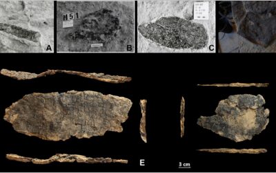 600 traces d&rsquo;outils en bois de Néandertal datant d&rsquo;il y a 60 000 ans découvertes : ce qu&rsquo;elles révèlent