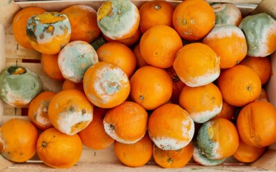 Parce que certains aliments moisis peuvent être consommés et d’autres doivent être jetés