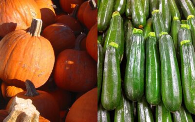 Les citrouilles et les courgettes sont-elles la même plante ? Les curiosités botaniques derrière le symbole d&rsquo;Halloween