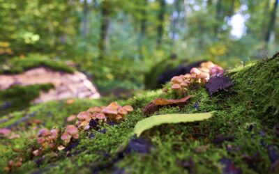 Combien de champignons peut-on récolter dans les bois par jour ? Les limites région par région