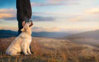 Pourquoi les chiens de grande race vivent moins longtemps : la réponse réside dans leur ADN et leurs « gènes sauteurs »